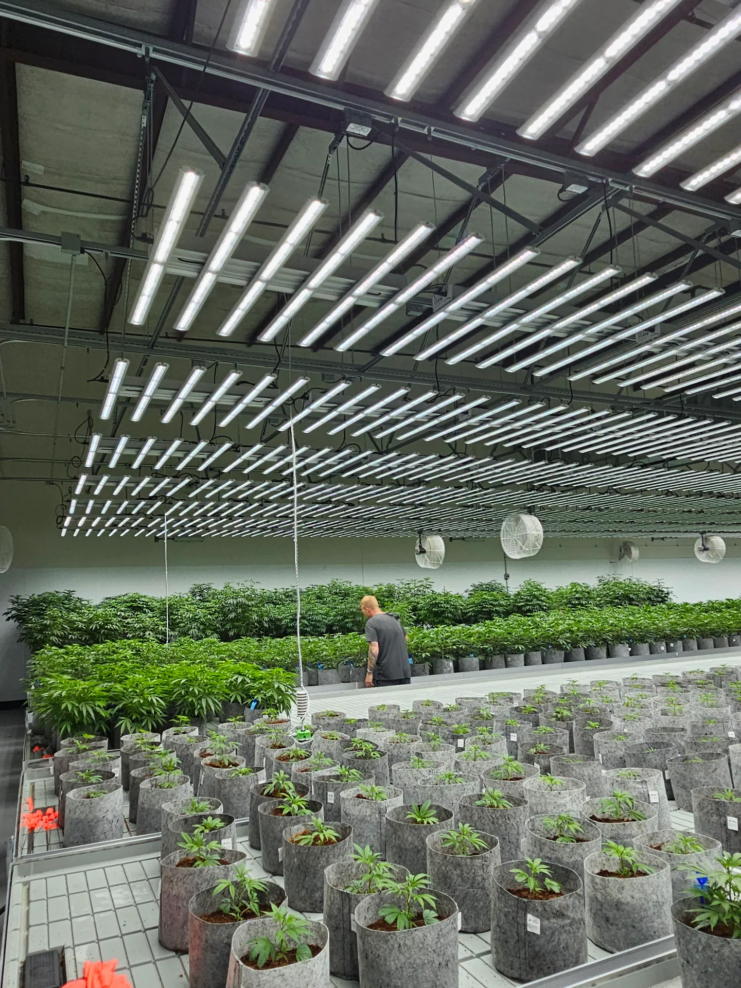 Commercial indoor cannabis cultivation facility